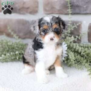 Bree, Cavapoo Puppy